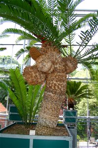 Encephalartos altensteinii, Hortus Botanicus Leiden, The Netherlands