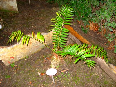 Encephalartos altensteinii - Royal Botanical Garden, Madrid, Spain. I took this photograph. photo