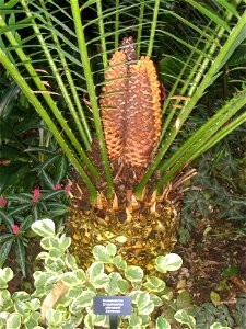 Encephalartos altensteinii. Specimen in the conservatory - Matthaei Botanical Gardens, University of Michigan, 1800 N Dixboro Road, Ann Arbor, Michigan, USA. photo