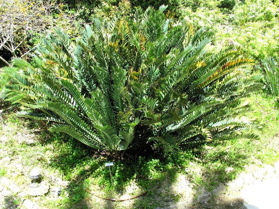 Encephalartos altenstenii in the gardens of the villa Hanbury (Ventimiglia, Italy). Identified by its botanic label.
