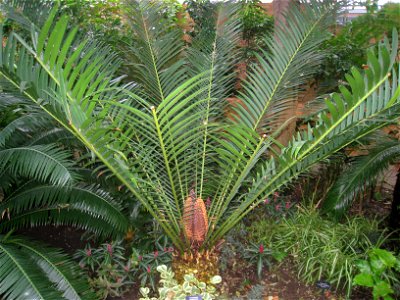 Encephalartos altensteinii. Specimen in the conservatory - Matthaei Botanical Gardens, University of Michigan, 1800 N Dixboro Road, Ann Arbor, Michigan, USA. photo