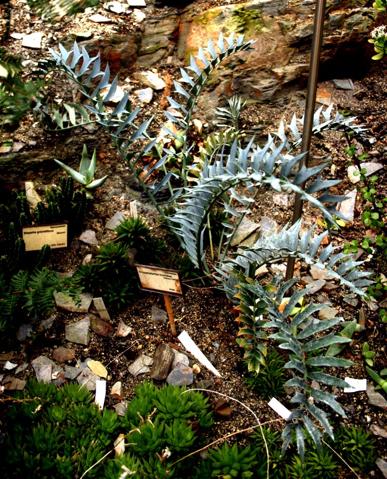 Cycas Encephalartos horridus
Cykas Encephalartos horridus čes. Píchoš hrozný)
Exhibition of succulents in Prague Fata Morgana greenhouse
Date= January 2008

Author= Karelj