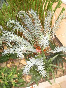 Encephalartos horridus specimen in the National Botanic Garden of Belgium, Meise, just north of Brussels, Belgium.