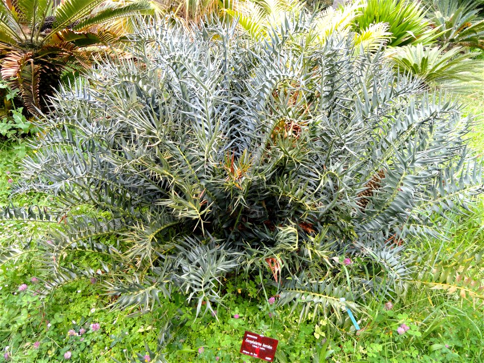 Encephalartos horridus specimen in the Jardin botanique de la Villa Thuret, Antibes Juan-les-Pins, Alpes-Maritimes,France.