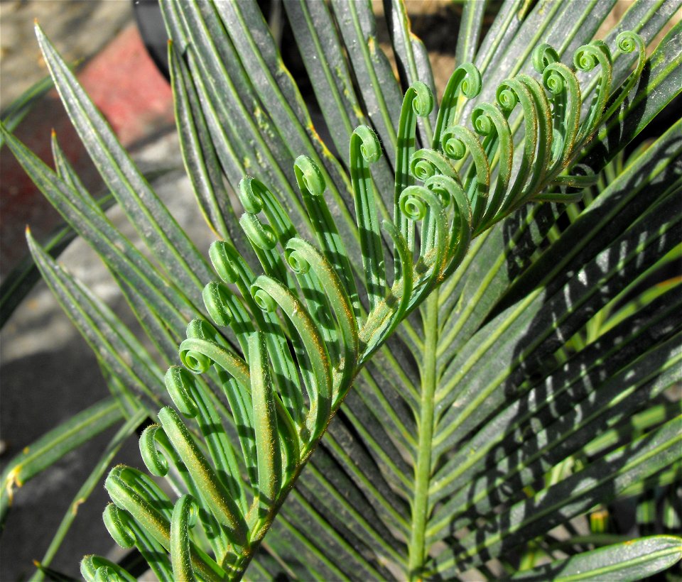 Cycas thouarsii at the San Diego Home & Garden Show, Del Mar, California, USA. Identified by exhibitor's sign.