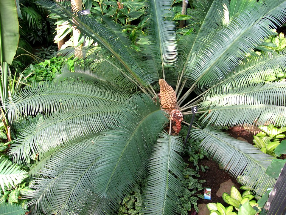 A picture of Lepidozamia peroffskyana.