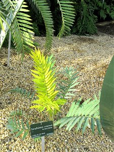 Encephalartos natalensis in a greenhouse of the Jardin des Plantes in Paris.