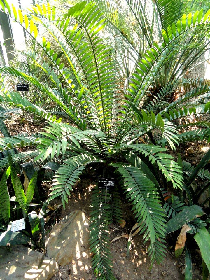 Encephalartos natalensis specimen in the Jardin Botanique de Lyon, Parc de la Tête d'Or, Lyon, France.