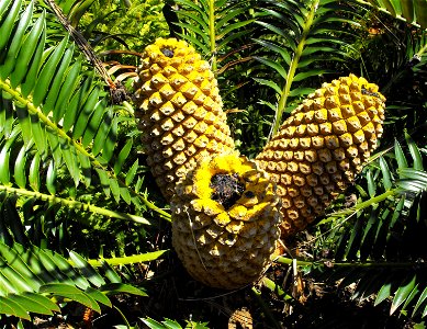 Encephalartos natalensis at San Diego Botanic Garden in Encinitas, California, USA. Identified by sign.