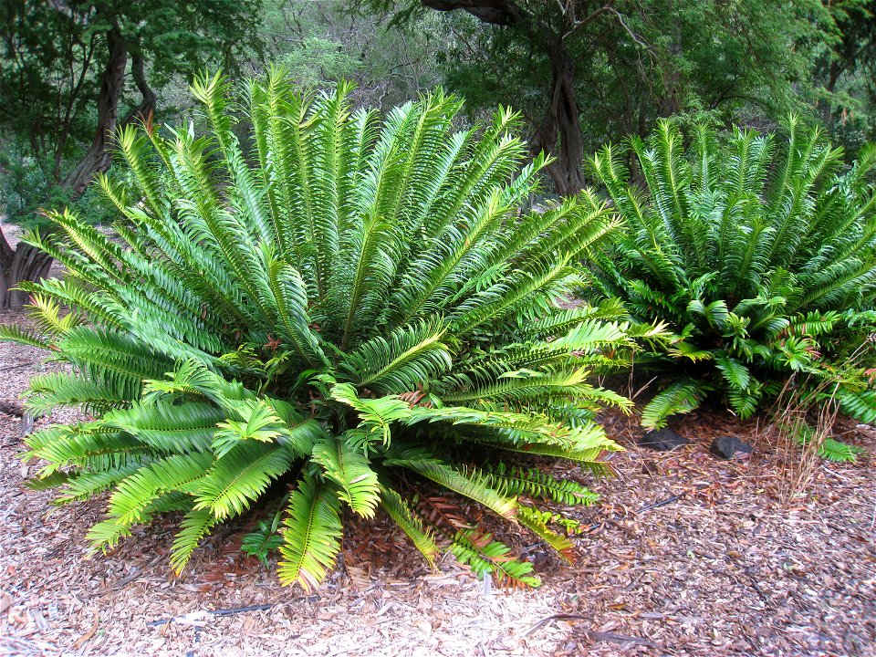 Encephalartos natalensis in the Koko Crater Botanical Garden, Honolulu, Hawaii, USA.