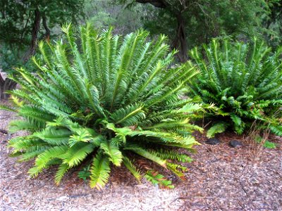 Encephalartos natalensis in the Koko Crater Botanical Garden, Honolulu, Hawaii, USA. photo