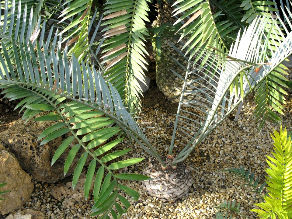 Encephalartos lebomboensis in a greenhouse of the Jardin des Plantes in Paris. Identified by sign.
