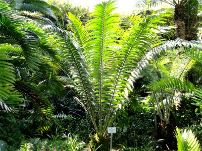 Encephalartos transvenosus specimen in the Botanischer Garten München-Nymphenburg, Munich, Germany. photo