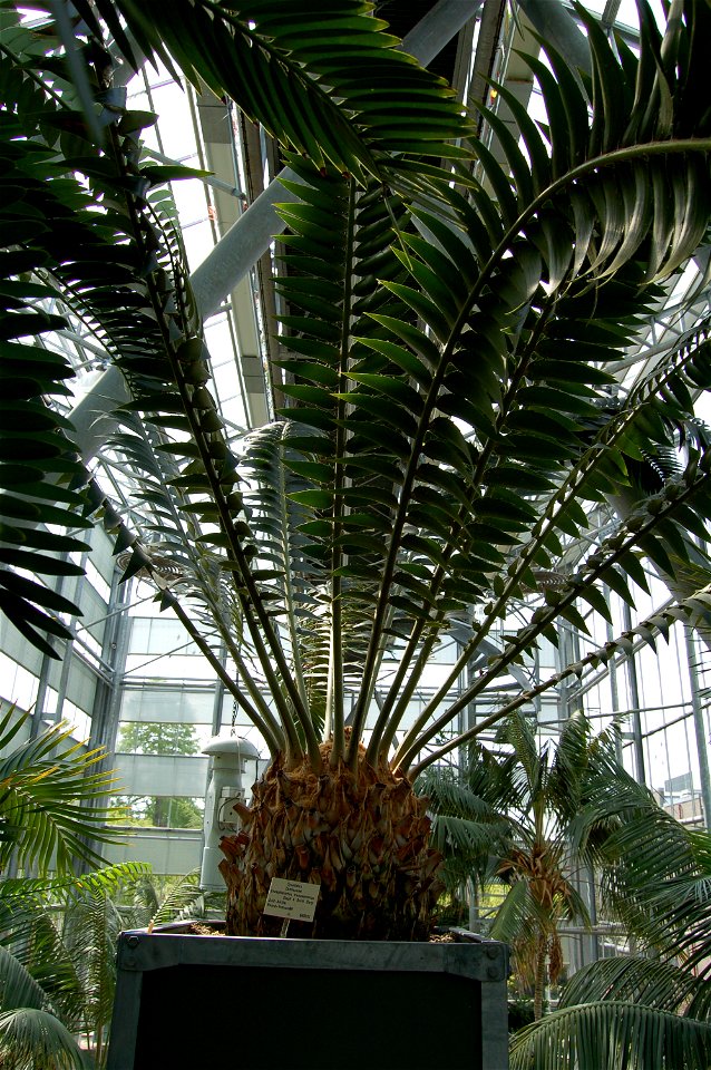 Encephalartos transvenosus, Hortus Botanicus Leiden, The Netherlands