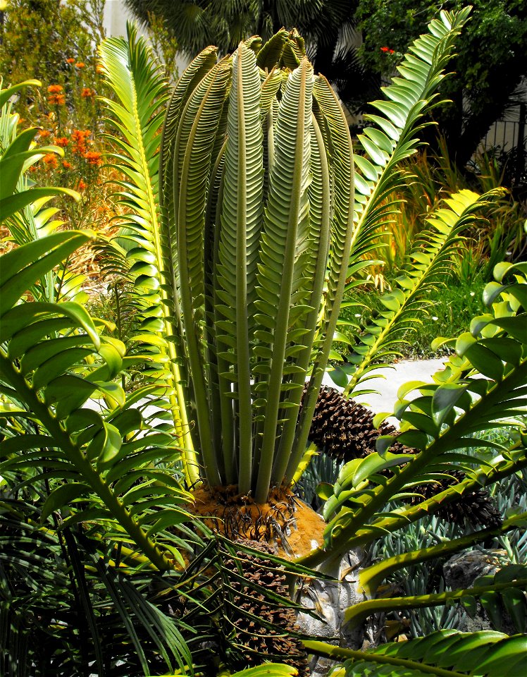 Encephalartos transvenosus in the Mediterranean Garden at San Diego State University, California, USA.
