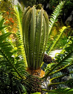 Encephalartos transvenosus in the Mediterranean Garden at San Diego State University, California, USA. photo