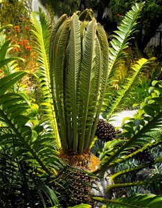 Encephalartos transvenosus in the Mediterranean Garden at San Diego State University, California, USA.
