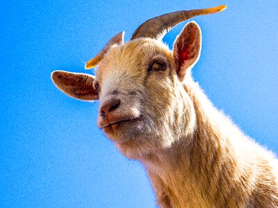 Billy goat livestock animal