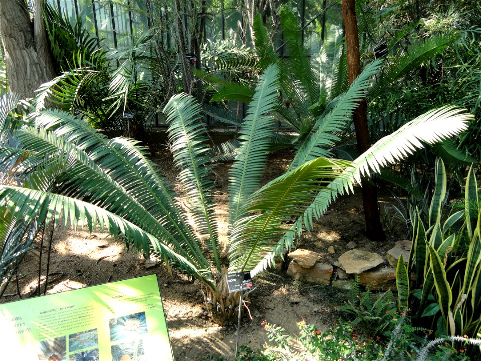 Dioon mejiae specimen in the Jardin Botanique de Lyon, Parc de la Tête d'Or, Lyon, France.