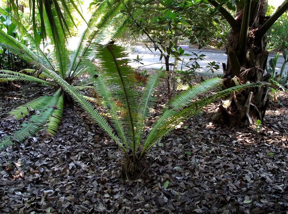 Dioon mejiae at the San Diego Botanic Garden, Encinitas, California, USA. Identified by sign.
