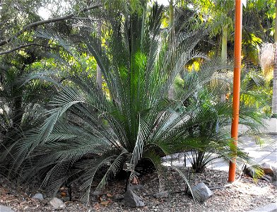 Macrozamia moorei at the San Diego Zoo, California, USA. Identified by sign.