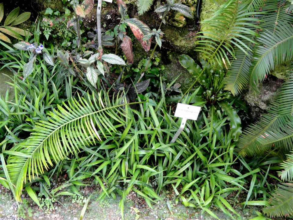 Cycas taitungensis specimen in the Botanischer Garten München-Nymphenburg, Munich, Germany.
