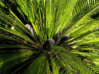 Macrozamia moorei at the San Diego Zoo, California, USA. Identified by sign.
