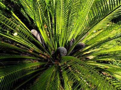 Macrozamia moorei at the San Diego Zoo, California, USA. Identified by sign. photo