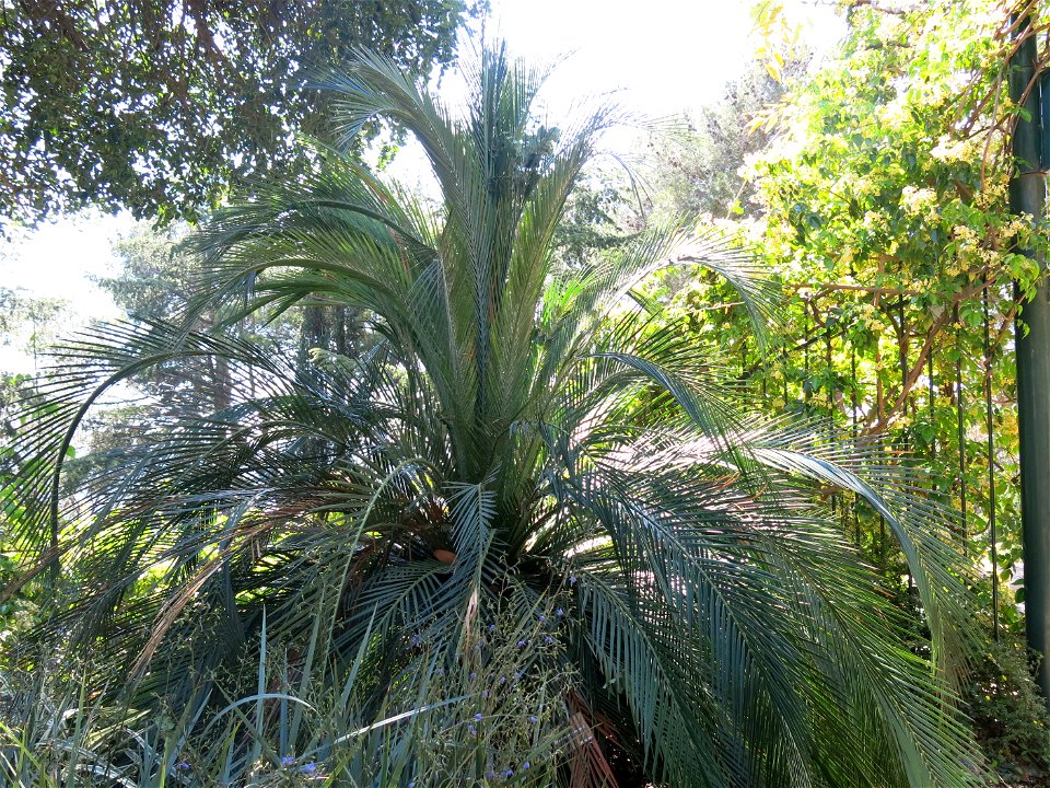 Macrozamia moorei in parc Gonzalez in Bormes-les-Mimosas (Var, France). Plant identified by its botanic label.