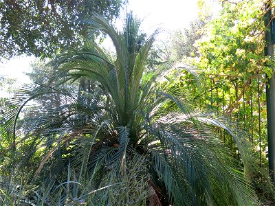 Macrozamia moorei in parc Gonzalez in Bormes-les-Mimosas (Var, France). Plant identified by its botanic label.