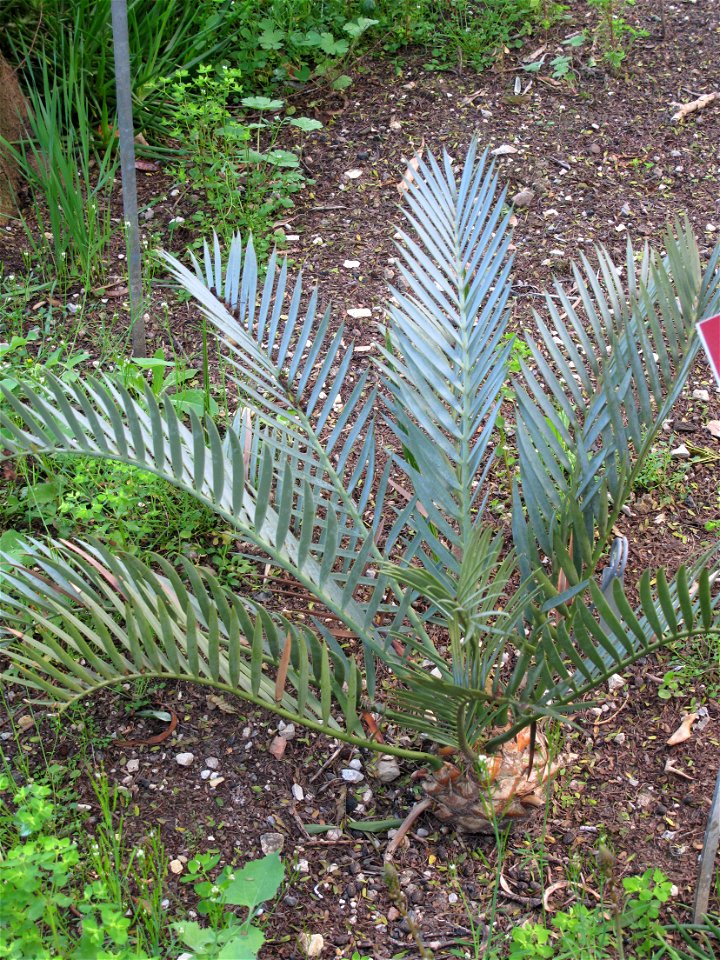 Encephalartos lehmannii (Blue cycas) in the garden of Val-Rameh in Menton (Alpes-Maritimes, France)