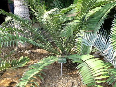 Encephalartos lehmannii in a greenhouse of the Jardin des Plantes in Paris.