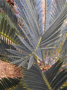 Encephalartos lehmannii at the San Diego Zoo, California, USA. Identified by sign.