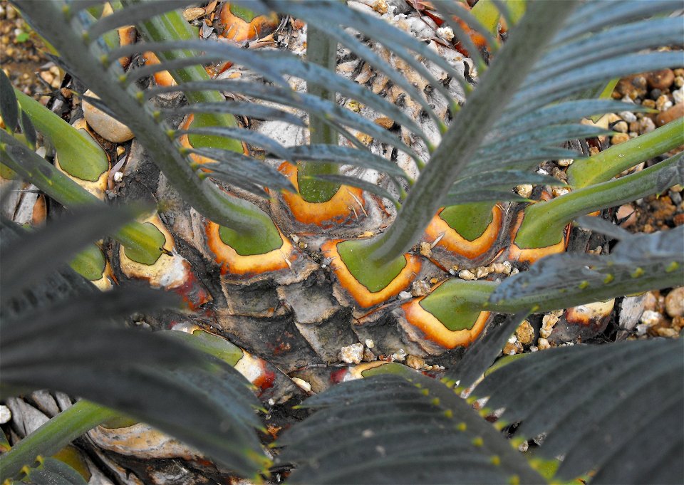 Encephalartos lehmannii at the San Diego Zoo, California, USA. Identified by sign.
