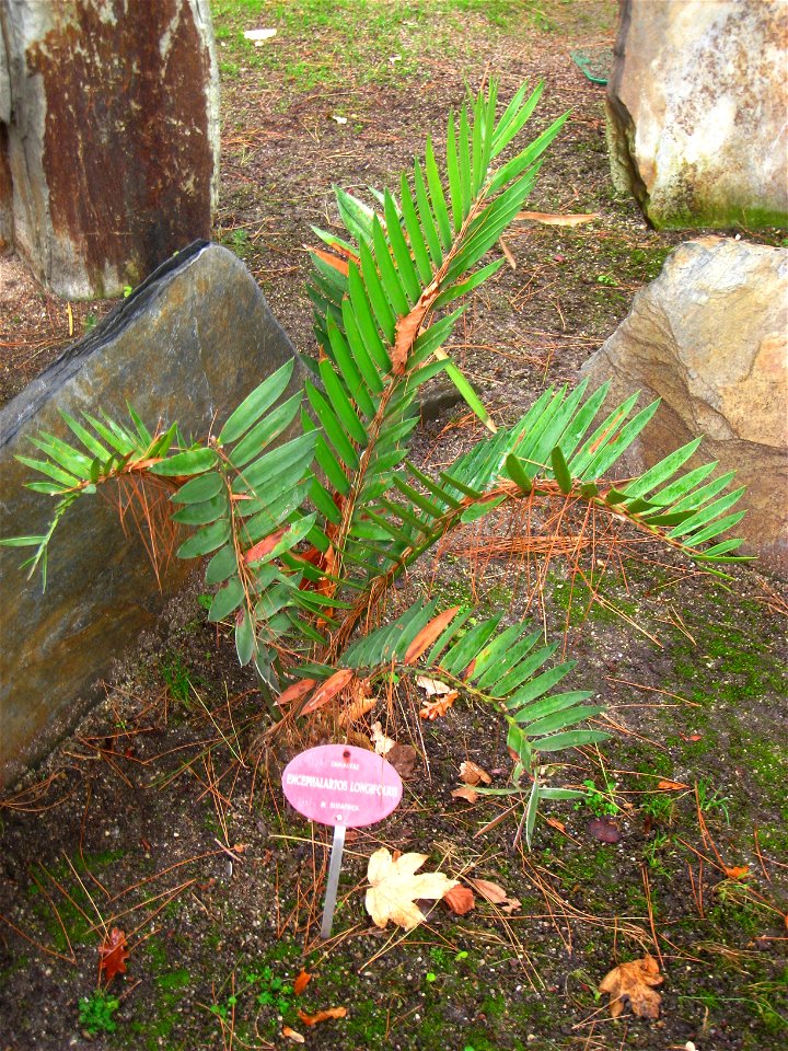 Encephalartos longifolius - Royal Botanical Garden, Madrid, Spain. I took this photograph.