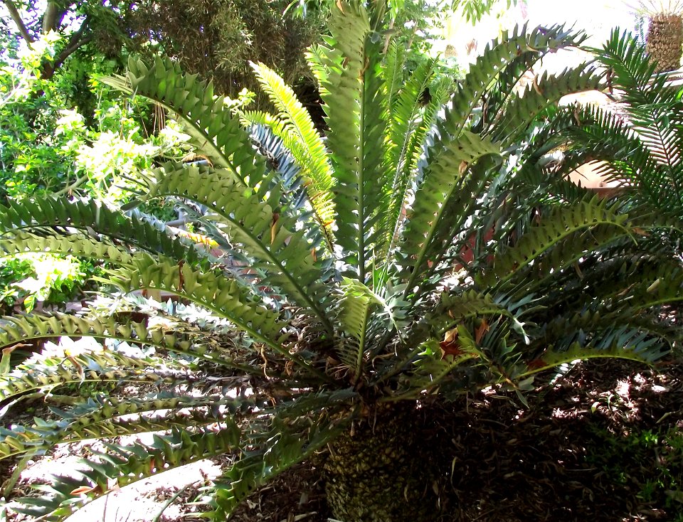 Encephalartos arenarius at the San Diego Botanic Garden, Encinitas, California, USA. Identified by sign.