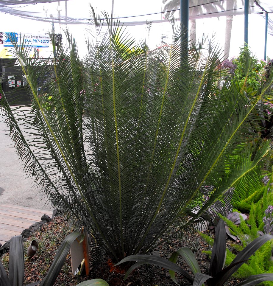 A Dukou Sago Palm on display at the San Diego County Fair, California, USA. Identified by exhibitor's sign.