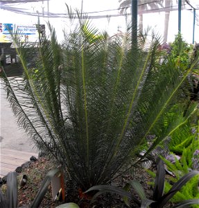 A Dukou Sago Palm on display at the San Diego County Fair, California, USA. Identified by exhibitor's sign.