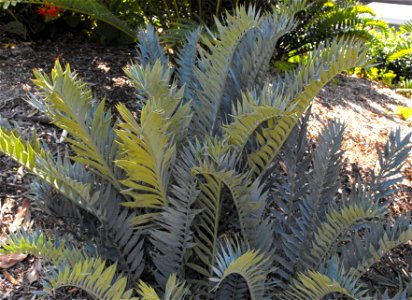 Encephalartos trispinosus at the San Diego Zoo, California, USA. Identified by sign. photo
