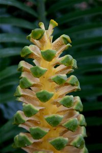 Portion of male cone of Encephalartos villosus Lemaire, cultivated in Pretoria garden