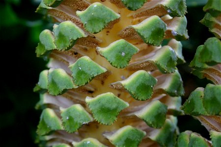 Close-up of male cone of Encephalartos villosus Lemaire, cultivated in Pretoria garden