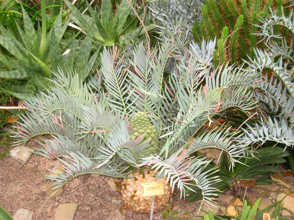 Encephalartos trispinosus specimen in the National Botanic Garden of Belgium, Meise, just north of Brussels, Belgium.