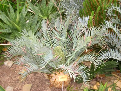 Encephalartos trispinosus specimen in the National Botanic Garden of Belgium, Meise, just north of Brussels, Belgium.