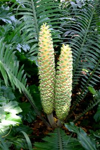 Male cones of Encephalartos villosus Lemaire, cultivated in Pretoria garden
