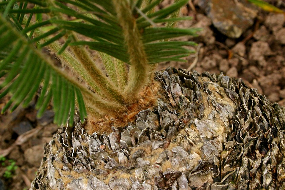 Encephalartos ghellinckii Lemaire, Monk's Cowl area, Natal Drakensberg, South Africa