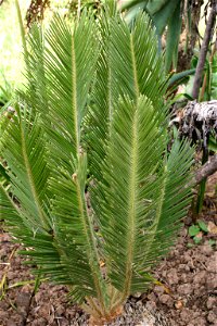 Encephalartos ghellinckii Lemaire, Monk's Cowl area, Natal Drakensberg, South Africa photo