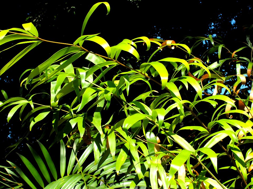 Ceratozamia hildae at the San Diego Zoo, California, USA. Identified by sign.