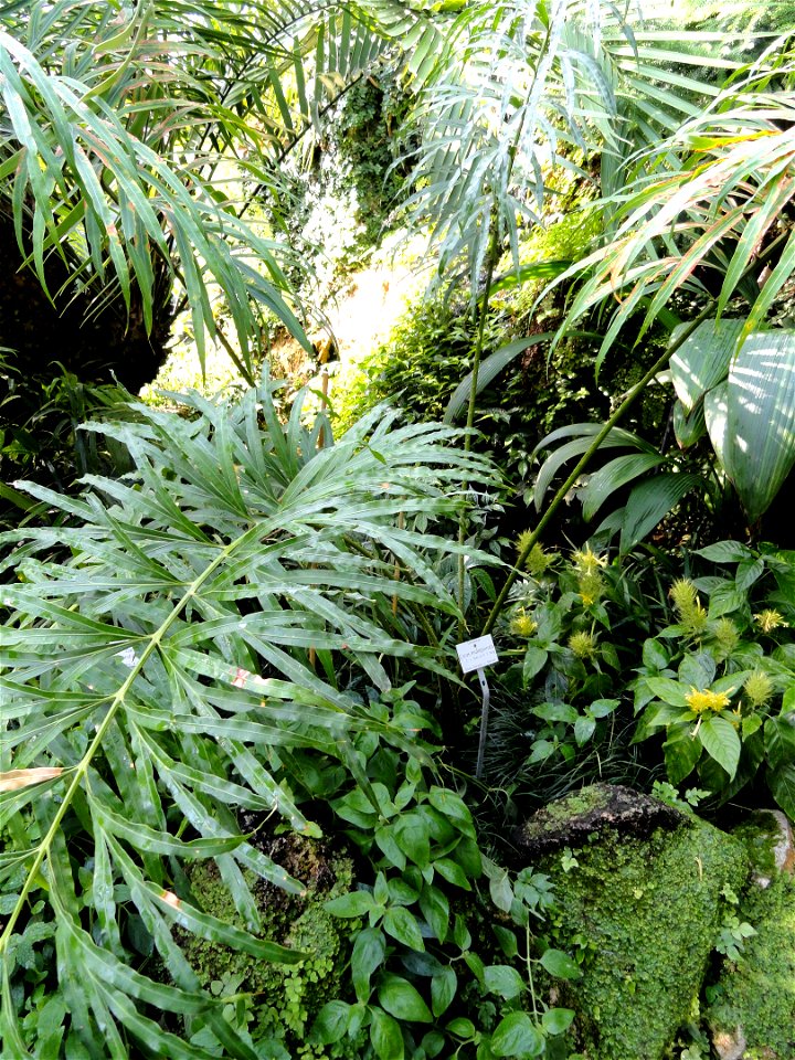Cycas multipinnata specimen in the Botanischer Garten München-Nymphenburg, Munich, Germany.