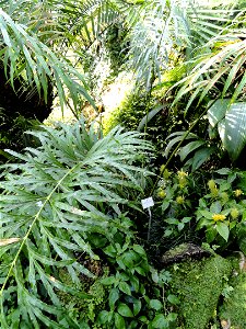 Cycas multipinnata specimen in the Botanischer Garten München-Nymphenburg, Munich, Germany. photo