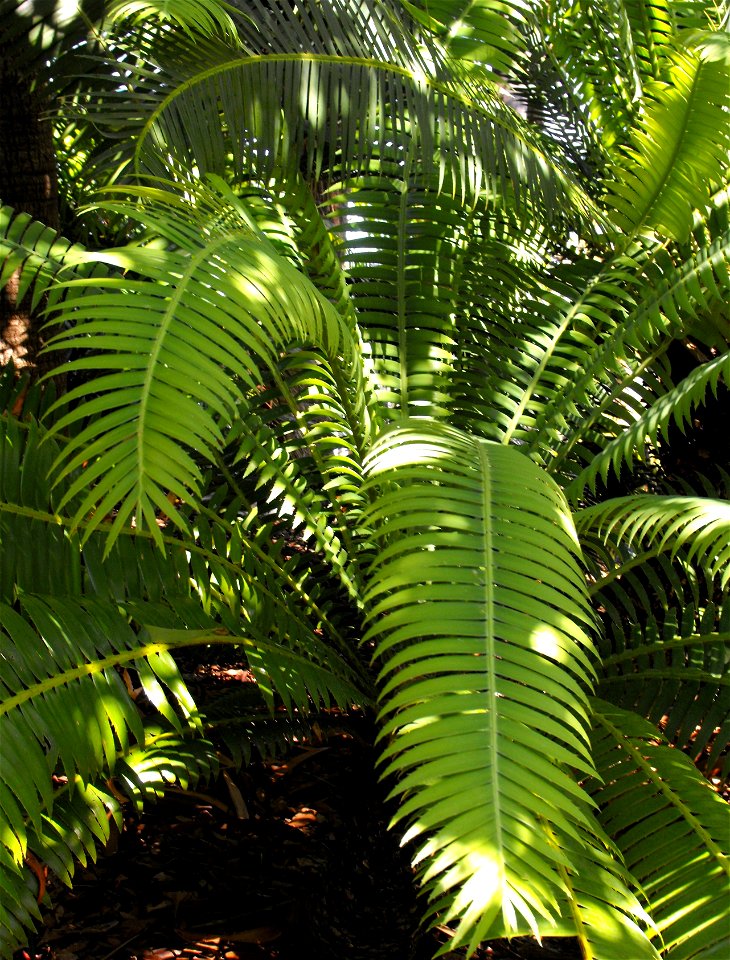 Dioon holmgrenii at the San Diego Zoo, California, USA. Identified by sign.